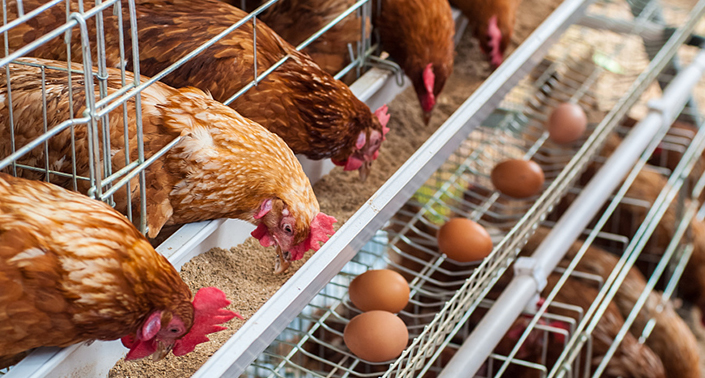 全自動(dòng)養(yǎng)雞設(shè)備優(yōu)勢(shì)有哪些？