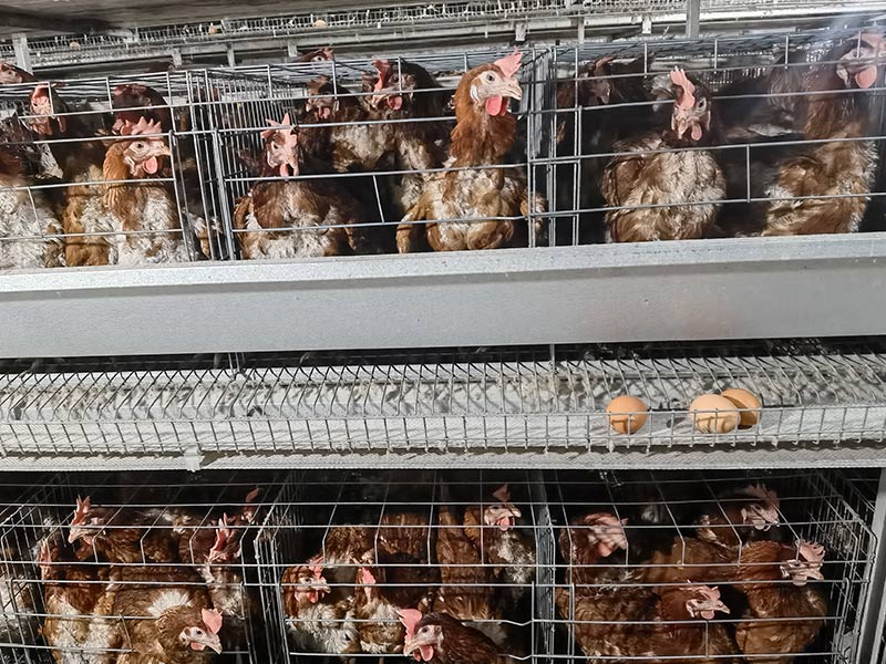夏季肉雞設(shè)備養(yǎng)雞降溫的錯(cuò)誤觀念