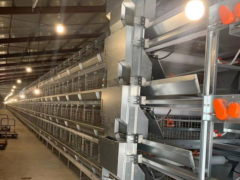 自動(dòng)化養(yǎng)雞設(shè)備養(yǎng)雞怎樣選址